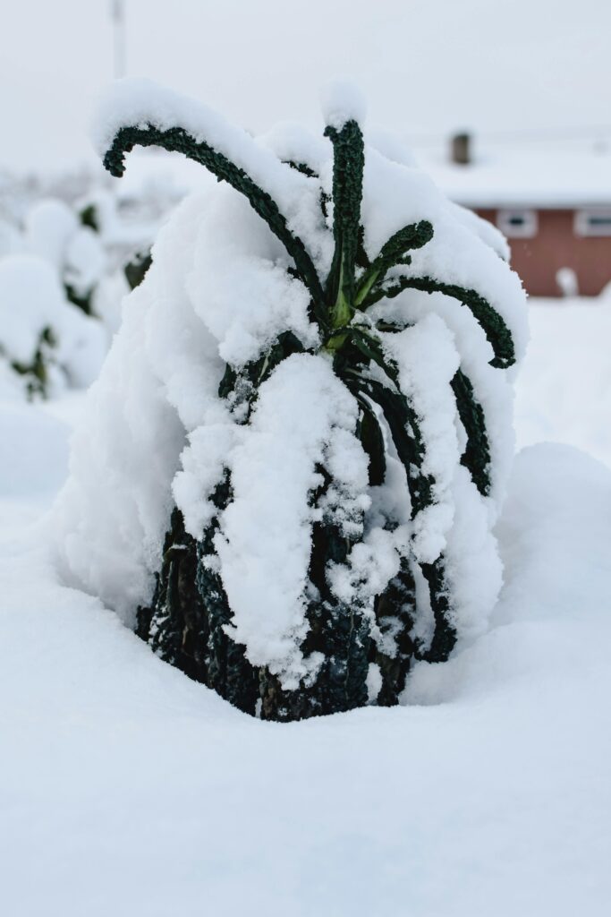 Palmkohl im schneebedeckten Beet