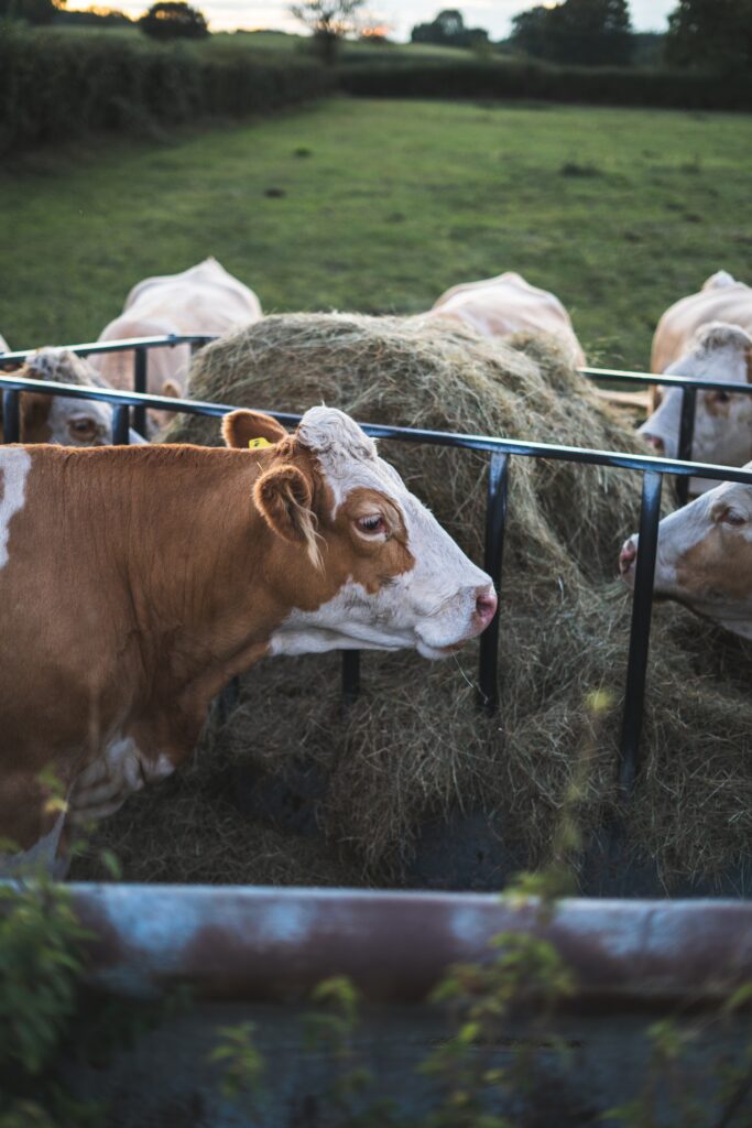 Kühe auf der Weide essen Gras